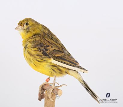 null Taxidermie de canari (Serinus Canaria domesticus) présentant une bague numérotée...