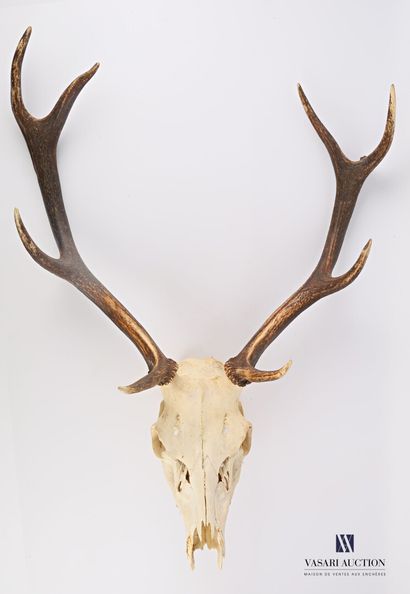 null Crâne de cerf élaphe (Cervus elaphus, non réglementé) portant huit cors réguliers.

Haut....