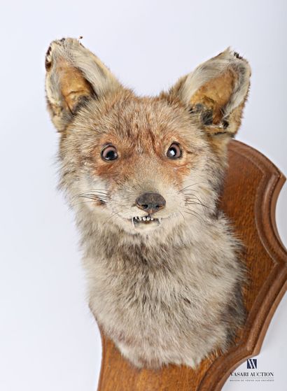 null Tête de renard roux (Vulpes vulpes, non réglementé) présenté sur écusson avec...