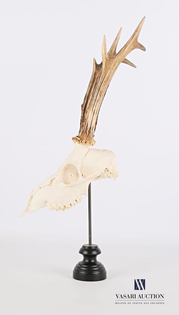 null Crâne de chevreuil (Capreolus capreolus, non réglementé) sur socle en bois tourné...