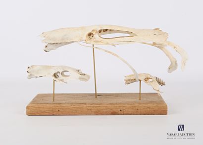 null Montage ostéopathique de trois sacrums sur socle en bois 

Haut. : 18 cm - Long....