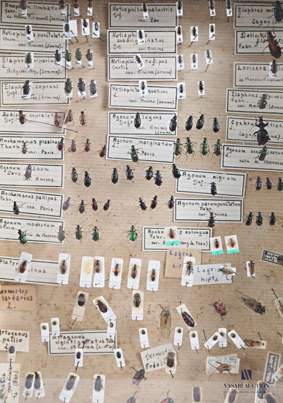 null Ensemble de quatre boites entomologique contenant principalement des coléoptères

Haut....