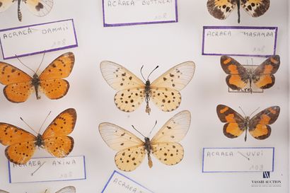 null Set of two frames containing respectively thirteen lepidopterans of the family...