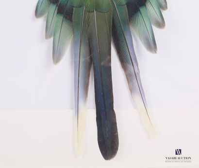null Cadre contenant un aplat de perruche les ailes déployées (Polyestis swainsonii,...