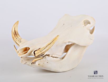 null Crâne complet de phacochère (Phacochoerus africanus, non réglementé)

Haut....