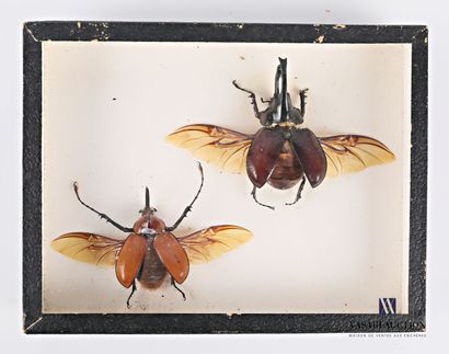 null Boite entomologique présentant deux coléoptères dont Golofa porteri et Archon...