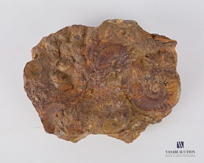 null Ammonites fossilisées sur roche.

Haut. : 6 cm - Long. : 22 cm - Larg. : 16...