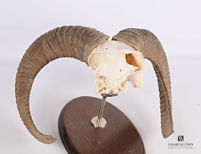 null Crâne de mouflon (Ovis orientalis musimon, non réglementé sur écusson orné d'une...