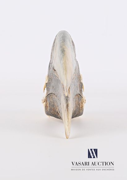 null Crâne de Calao à cuisse blanche (Bycanistes albotibialis, non réglementé).

Haut....