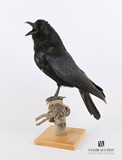null Corneille noire (Corvus corone, non réglementé) sur socle en bois

Haut. : 40...