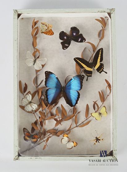 null Box containing ten lepidopterans on a background of dried branches.

Height...