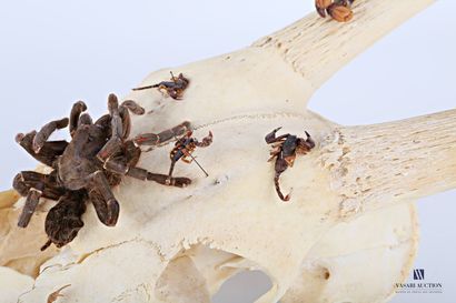 null Crâne d'oryx (Oryx gazella, non réglementé) présentant une mygale et cinq scorpions

(petits...