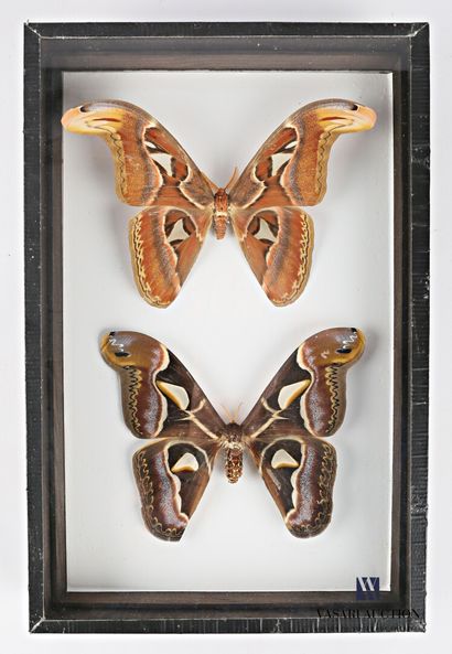 null Boite entomologique présentant un couple de lépidoptères nocturnes (Atracus...