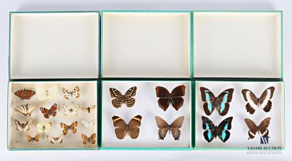 null Lot including three boxes, two containing four lepidopterans and one containing...