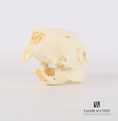 null Crâne de porc-épic (Hystrix cristatta , annexe II)

(machoire désolidarisée)

Haut....