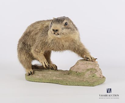 null Marmotte subadulte (Marmota marmota, non réglementé) sur socle naturalisé.

Haut....