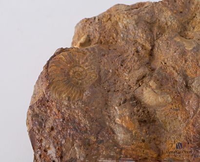 null Ammonites fossilisées sur roche.

Haut. : 6 cm - Long. : 22 cm - Larg. : 16...