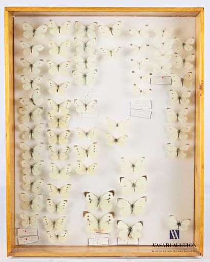 null Boite entomologique contenant soixante lépidoptères dont Piéride de la rave...