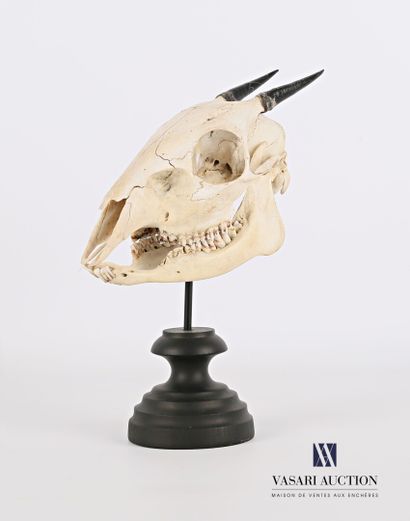 null Crâne de céphalophe à flancs roux (Cephalophus rufilatus, non réglementé) sur...