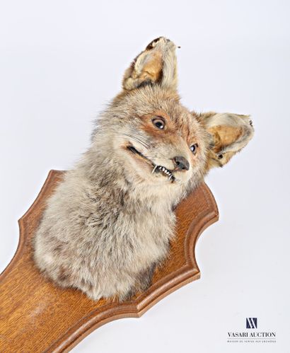 null Tête de renard roux (Vulpes vulpes, non réglementé) présenté sur écusson avec...