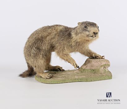 null Marmotte subadulte (Marmota marmota, non réglementé) sur socle naturalisé.

Haut....