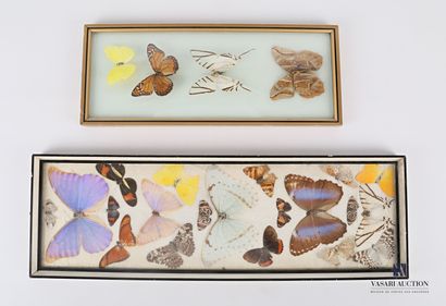 null Set of two rectangular frames containing respectively four and twenty lepidopterans

(wear...