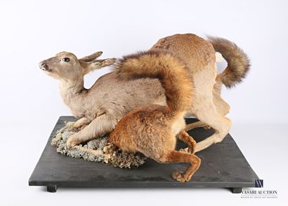 null Chevrette (Capreolus capreolus, non réglementé) attaquée par deux renards (Vulpes...