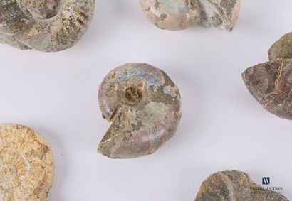 null Ensemble de sept ammonites fossilisées.

Long. de 3 à 4 cm