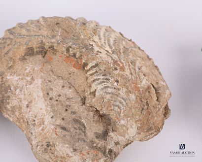 null Ensemble de sept fossiles.

Long. : de 6 à 13 cm