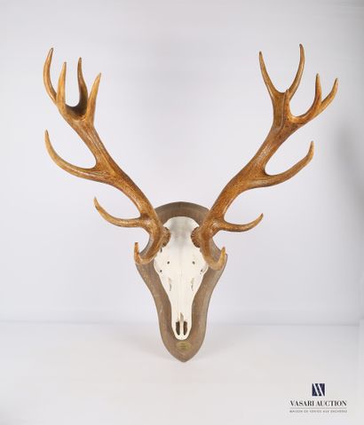 null Sixteen-horned irregular red deer (Cervus elpahus, unregulated) with tag stating...