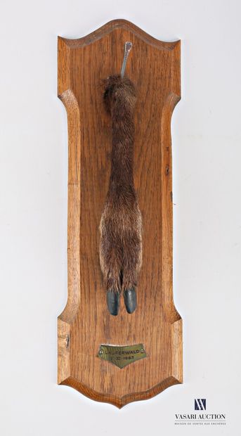 null Hind's foot (Cervus elaphus, not regulated) on escutcheon with plate of taking.

Height...