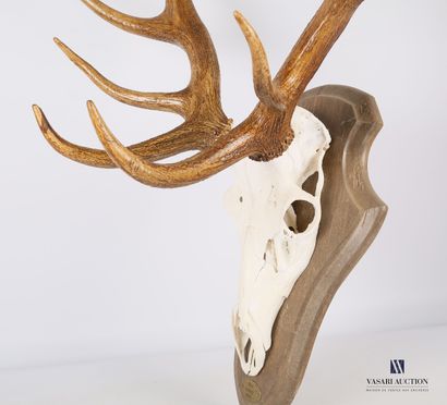 null Sixteen-horned irregular red deer (Cervus elpahus, unregulated) with tag stating...