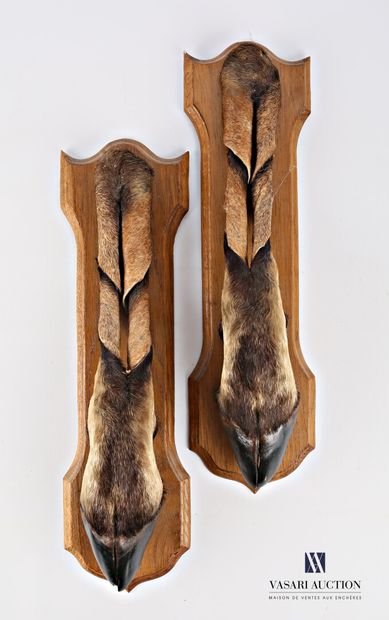 null Pair of Derby eland (Taurotragus derbianus, not regulated) on wooden escutcheons

Height...
