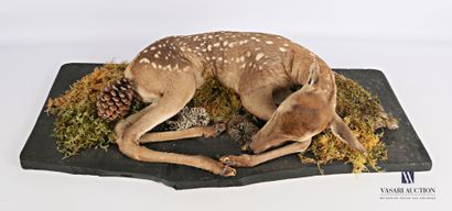 null Young fawn (Cervus elaphus, not regulated) lying on a planted base

Height :...