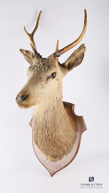 null Trophy of elaphe deer (Cervus elaphus) with six regular horns on a wooden escutcheon.

Height...