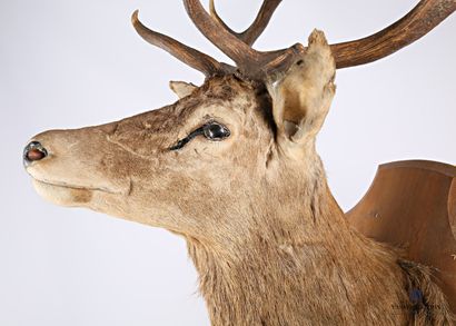 null Elaphe deer (Cervus elaphus, unregulated) head with ten irregular horns on an...