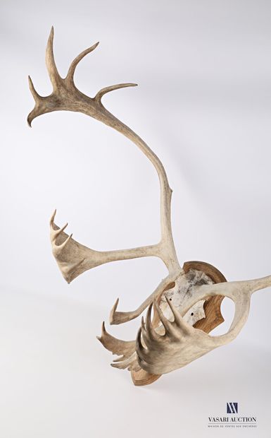 null Reindeer massacre (Rangifer tarandus, not regulated) on wooden escutcheon.

Height...