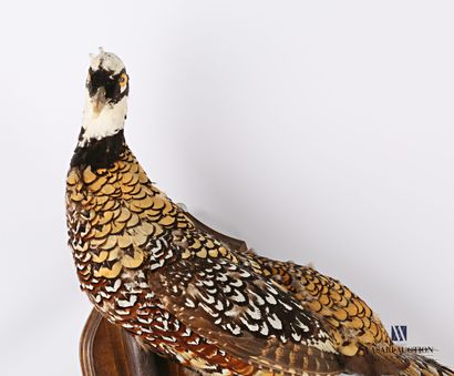 null Worshipped pheasant (Syrmaticus reevesii, appendix II) on a wooden crest.

Height...