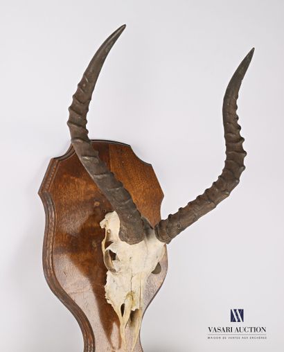 null Rifle holder composed of two legs and surmounted by a massacre of impala (Aepyceros...