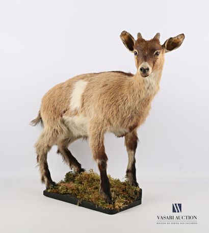 null Dwarf goat (Capra Hircus, not regulated) on a naturalized wooden base.

Height...