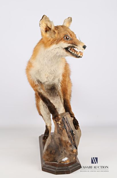 null Fox (Vulpes vulpes, not regulated) on a base and wooden log.

Height : 59 cm...
