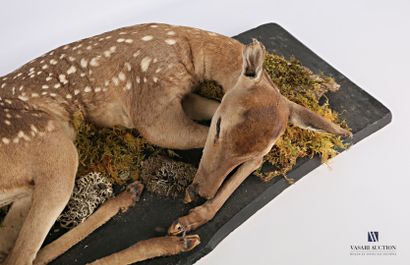 null Young fawn (Cervus elaphus, not regulated) lying on a planted base

Height :...