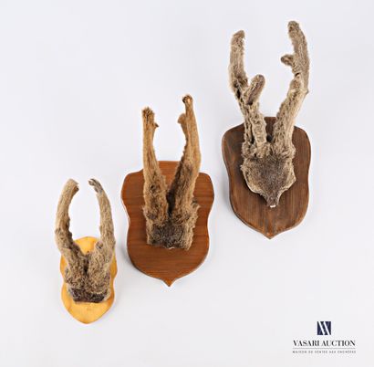null Set of three velvet deer headbands on a wooden escutcheon (Capreolus capreolus,...