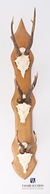 null Suite of three roe deer (Capreolus capreolus, unregulated) posing on a plate...