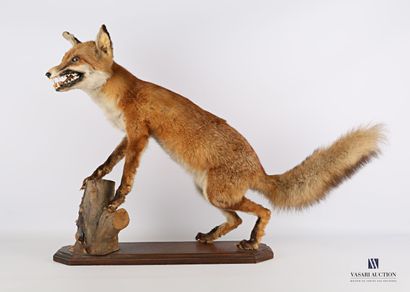 null Fox (Vulpes vulpes, not regulated) on a base and wooden log.

Height : 59 cm...