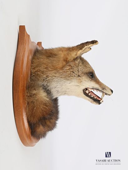 null Tête et queue de renard (Vulpes vulpes, non réglementé) sur écusson en bois.

Haut....