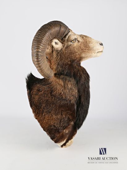 null Tête en cape de Mouflon (Ovis orientalis musimon, non réglementé).

Haut. :...