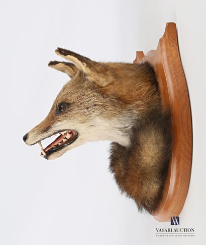 null Tête et queue de renard (Vulpes vulpes, non réglementé) sur écusson en bois.

Haut....