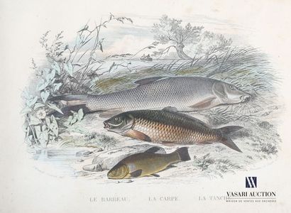 null Lot of five framed pieces representing different types of fish after Edouard...