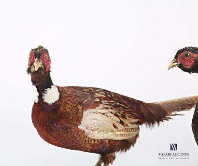 null Two naturalized pheasants (Phasianus colchicus, not regulated)

(important wear...